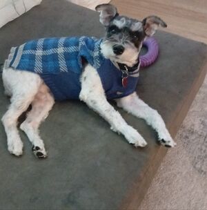 Meet your Posher, Ilia